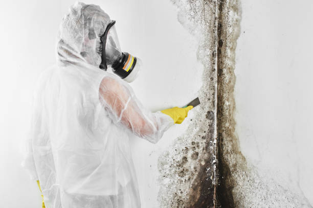 Best Mold Testing  in Harriman, NY