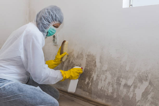 Best Best Mold Removal Companies  in Harriman, NY