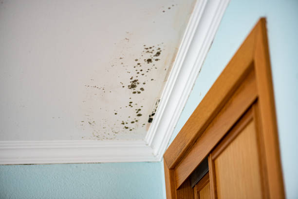 Best Local Mold Removal Service  in Harriman, NY
