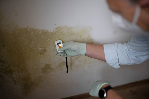 Best Mold Removal Near Me  in Harriman, NY