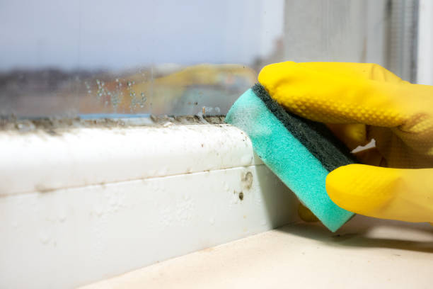 Mold Removal Process in Harriman, NY