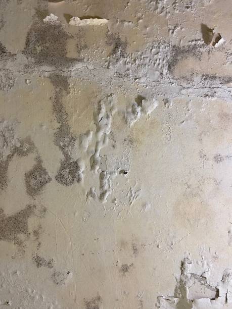 Best Commercial Mold Removal  in Harriman, NY