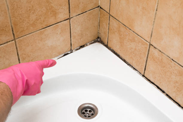 Best Mold Damage Repair  in Harriman, NY